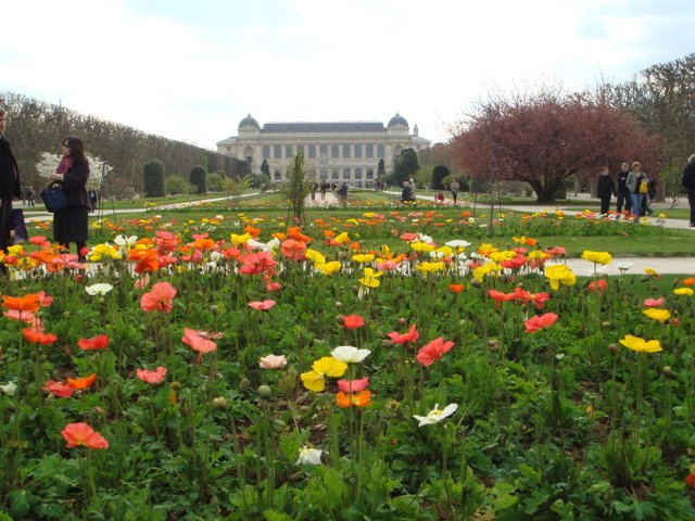 Papaver nudicaule museum